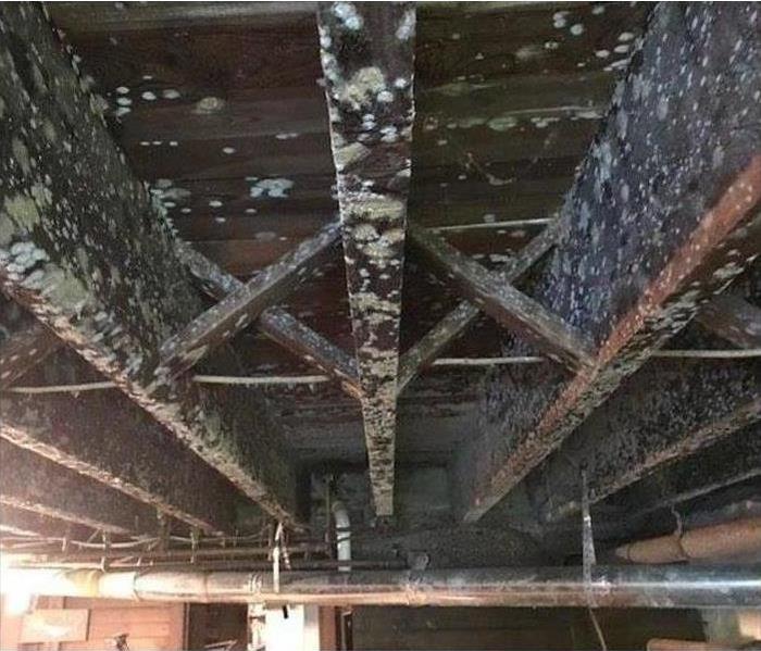 Mold infested beams in a basement